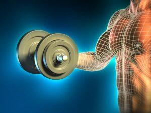 Science of Muscle Growth