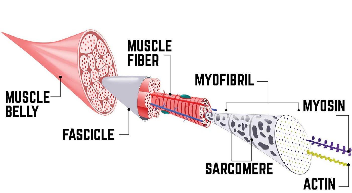 Science of Muscle Growth